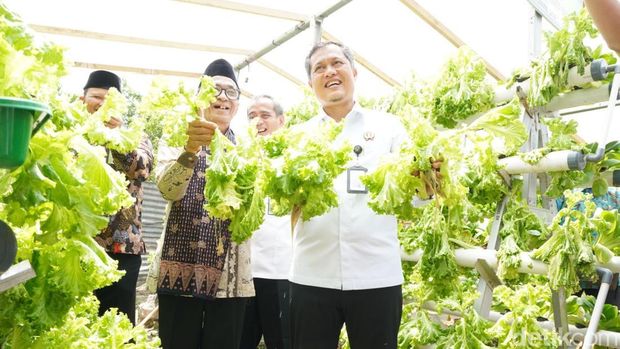 Hasil panen selada dan pakcoi dari sentra ketahanan pangan Lapas Muara Bulian yang merupakan bagian dari program Kerabat Pangan Lapas