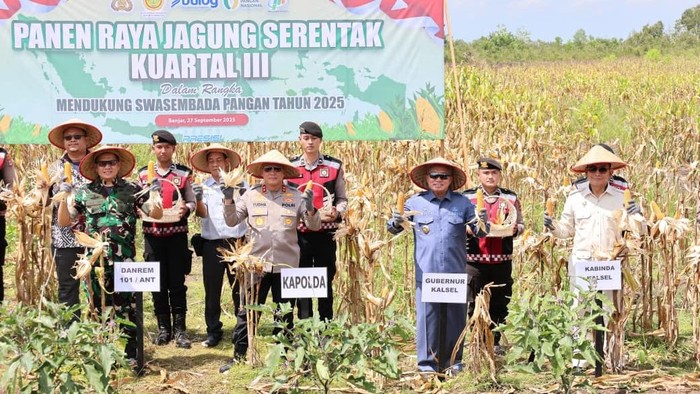 Pemanfaatan lahan gambut di Kecamatan Sei Tabuk, Kabupaten Banjar membuahkan hasil. Sabtu (27/9/2025), Polda Kalsel menggelar panen raya dengan hasil 1.000 ton jagung.