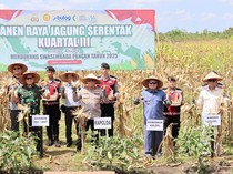 1.000 Ton Jagung Dipanen dari Lahan Gambut Sei Tabuk