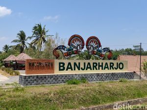 Petani Kulon Progo Setia Tanam Kentang Jembut, Tumbuh Rimbun Tanpa Ribet