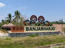 Petani Kulon Progo Setia Tanam Kentang Jembut, Tumbuh Rimbun Tanpa Ribet