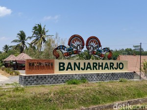 Petani Kulon Progo Setia Tanam Kentang Jembut, Tumbuh Rimbun Tanpa Ribet