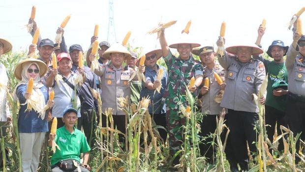 Panen raya jagung 1,1 ton digelar Polres Probolinggo demi mendukung swasembada pangan.