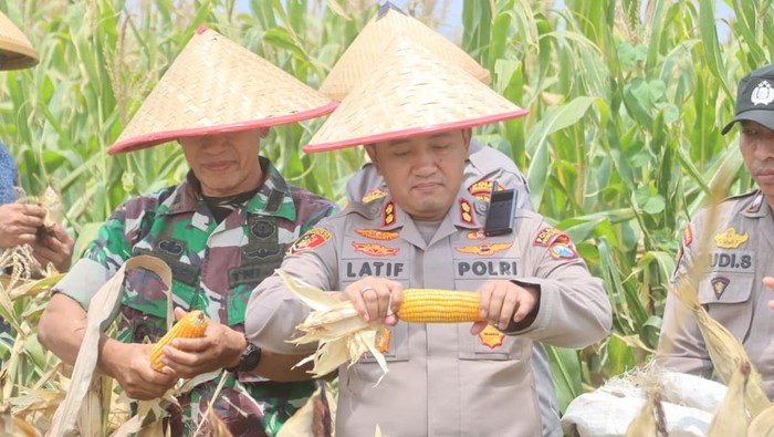 Panen raya jagung 1,1 ton digelar Polres Probolinggo demi mendukung swasembada pangan.
