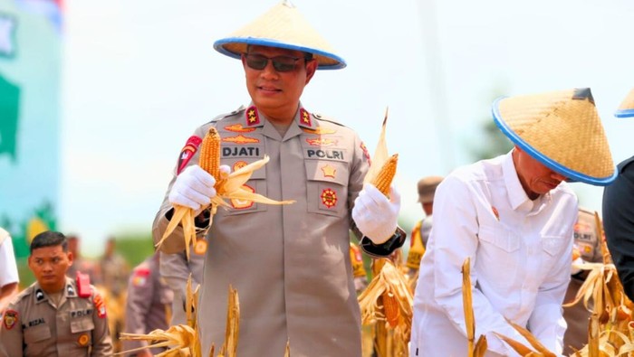 Panen Raya Jagung di Tarakan