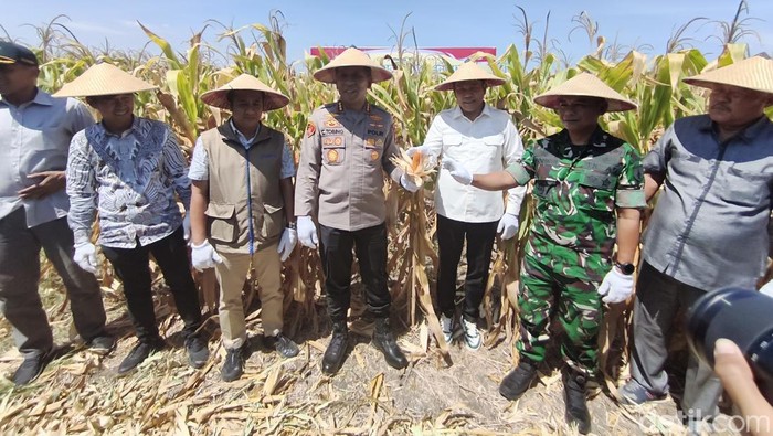 Pemkab Sidoarjo Gelar Panen Raya Jagung Kuartal III, Dukung Program Swasembada Pangan Nasional