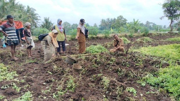 Petugas BPP Kalibawang saat meninjau lahan pertanian Kentang Jembut Ireng di Kalibawang, Kulon Progo