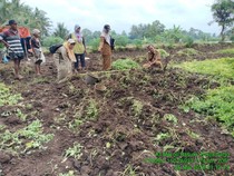 Produksi Terbatas, Kentang Jembut Kulon Progo Diburu