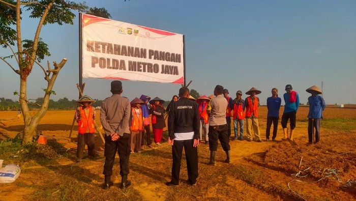 Polda Metro Jaya melalui Polres Metro Bekasi menyiapkan lahan 25 hektare di Cikarang Pusat untuk menanam jagung demi mendukung ketahanan pangan nasional. (dok Ist)