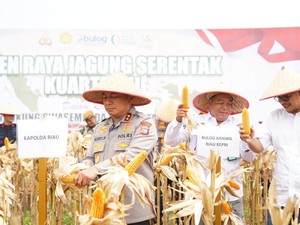 Kapolda Riau Pimpin Panen Raya Jagung 18 Ton, Dukung Ketahanan Pangan
