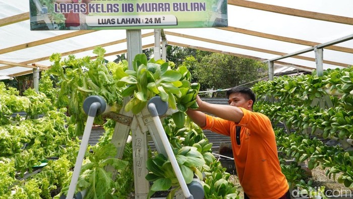 Warga binaan Lapas Muara Bulian, memanen pakcoi dari hidroponik sebagai bagian dari sentra ketahanan pangan lapas