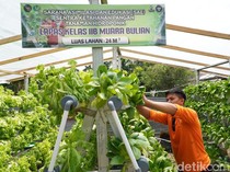 Asa Warga Binaan di Jambi Bertani dari Balik Jeruji