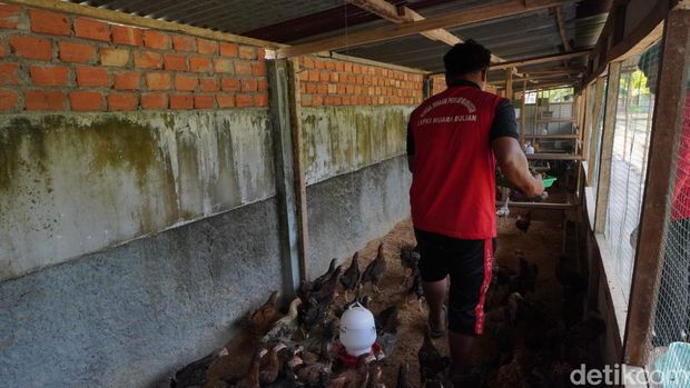 Warga binaan memberi pakan yang telah dimasak ke ayam kampung.