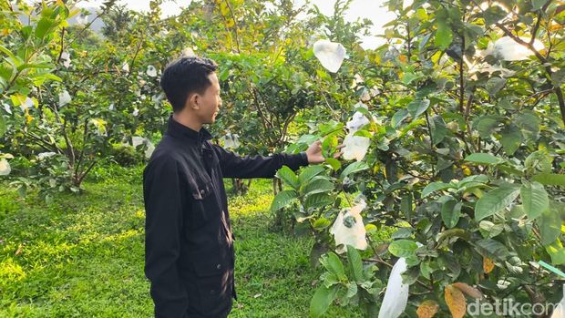 Agrowisata Pakuwon Kuningan