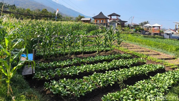 Agrowisata Pakuwon, Jalan Baru Samsu dan Cece Menggantungkan Harapan
