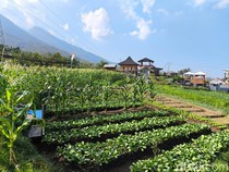 Agrowisata Pakuwon, Jalan Baru Samsu dan Cece Menggantungkan Harapan
