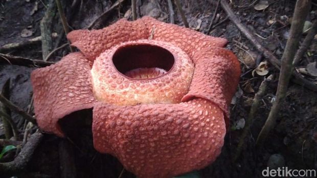 Bunga Rafflesia Arnoldi yang tumbuh dan mekar di jalan liku sembilan Taba Penanjung Bengkulu