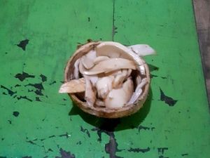 Penampakan Ewe Deet ala Kampung Kuta Ciamis