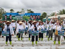 DPD RI Tanam Benih Jagung 400 Hektare di Mimika demi Ketahanan Pangan