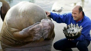 Walrus bernama Nikolai menerima kue yang dibentuk dari ikan sebagai hadiah ulang tahun dari seorang penjaga kebun binatang yang menyayanginya. Beginilah reaksinya. Foto: The Weird Unknown