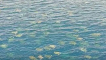 Pemandangan alam luar biasa yang terekam drone, memperlihatkan 64 ribu penyu hijau berkumpul di dekat Pulau Raine, tempat bersarang terbesar di Australia. Foto: The Weird Unknown