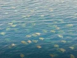 Hal-hal Aneh yang Diposting Orang di Internet, Kamu Mungkin Belum Tahu