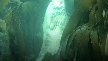Anjing laut memiliki cara unik untuk beristirahat di laut, seringkali menggunakan hutan kelp sebagai tempat tidur gantung alami mereka. Foto: The Weird Unknown