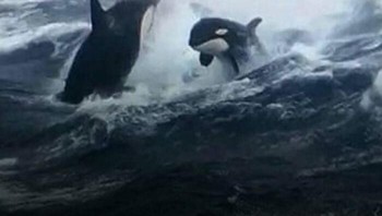 Orca muncul di laut lepas, foto diambil dari kapal penangkap ikan pedang di lepas pantai Nova Scotia. Foto: The Weird Unknown