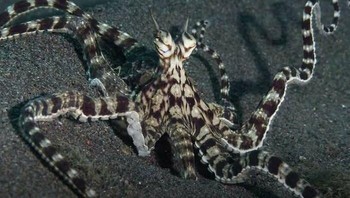 Gurita peniru adalah salah satu ilusionis paling terampil di lautan, dengan kemampuan luar biasa untuk meniru lebih dari 15 spesies laut yang berbeda. Foto: The Weird Unknown