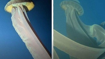 Pada awal 2022, penumpang kapal pesiar Viking di dekat Semenanjung Antartika mengalami pertemuan langka dengan ubur-ubur hantu raksasa (Stygiomedusa gigantea) yang sulit ditemukan. Foto: The Weird Unknown