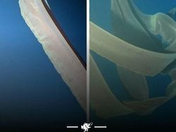 Hal-hal Aneh yang Diposting Orang di Internet, Kamu Mungkin Belum Tahu