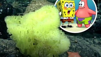 Saat penyelaman NOAA pada 27 Juli 2021 di Retriever Seamount, tim di Okeanos Explorer menangkap pemandangan laut dalam yang lucu dan langsung mengingatkan penonton pada SpongeBob dan Patrick dari serial klasik Nickelodeon tersebut. Ya, ini adalah Spongebob dan Patrick di dunia nyata. Foto: The Weird Unknown