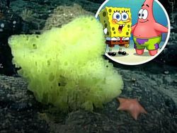 Hal-hal Aneh yang Diposting Orang di Internet, Kamu Mungkin Belum Tahu