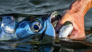 Penelitian baru mengubah cara kita memahami ikan dan cara kita memperlakukannya. Studi menunjukkan bahwa ikan dapat menahan rasa sakit yang hebat hingga 22 menit setelah dikeluarkan dari air. Foto: The Weird Unknown
