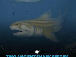 Hal-hal Aneh yang Diposting Orang di Internet, Kamu Mungkin Belum Tahu