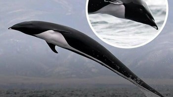 Lumba-lumba paus sikat utara, spesies langka yang langsung dikenali karena tidak memiliki sirip punggung. Makhluk ini adalah satu dari hanya dua lumba-lumba di dunia yang tidak memilikinya. Foto: The Weird Unknown
