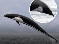 Hal-hal Aneh yang Diposting Orang di Internet, Kamu Mungkin Belum Tahu