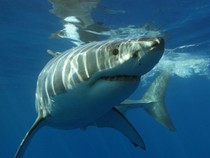 Benarkah Hiu Doyan Manusia? Ini Faktanya