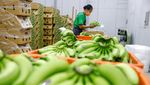 Inovasi Tekstil Berkelanjutan Taiwan, Serat Pisang Jadi Kain Modern