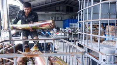 Inovasi Tekstil Berkelanjutan Taiwan, Serat Pisang Jadi Kain Modern