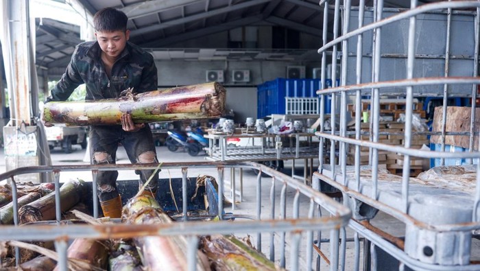 A staff member from Farm to Material operates one of the machines that processes banana pseudostems into fiber at a facility in Changhua, Taiwan, August 21, 2025. REUTERS/Ann Wang