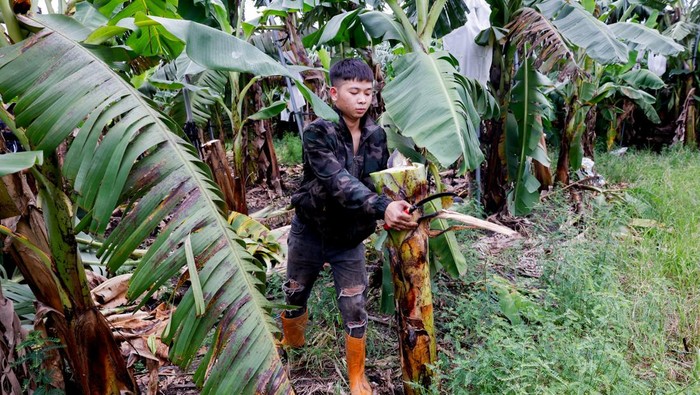 A staff member from Farm to Material operates one of the machines that processes banana pseudostems into fiber at a facility in Changhua, Taiwan, August 21, 2025. REUTERS/Ann Wang