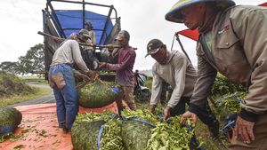 Intip Panen Teh Kayu Aro di Jambi, Produksi Capai 14 Ribu Ton