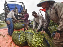 Intip Panen Teh Kayu Aro di Jambi, Produksi Capai 14 Ribu Ton