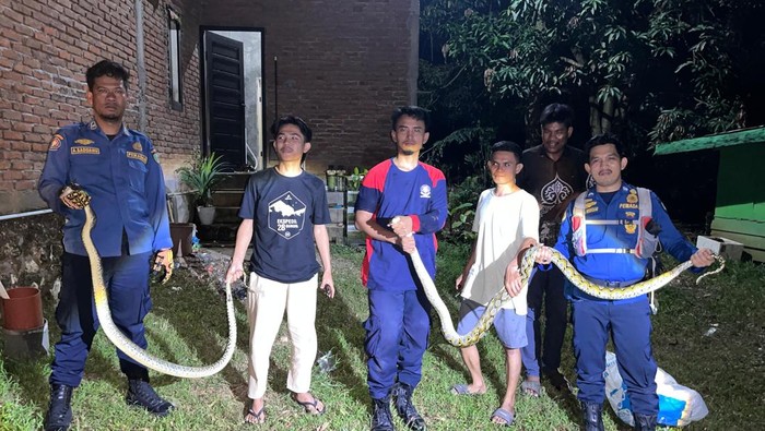 Warga di Tanralili Kabupaten Maros, Sulawesi Selatan (Sulsel) digegerkan dengan kemunculan dua ular sanca batik dan seekor ular cecak atau lycodon capucinus.