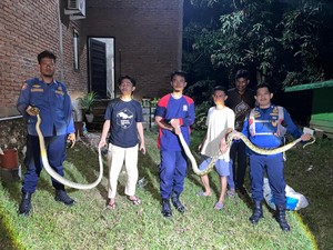 Geger 3 Ular Sanca-Cecak Masuk Permukiman Warga di Tanralili Maros