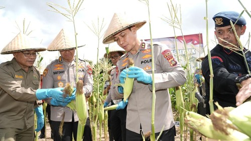 Kapolda Bali melaksanakan panen raya jagun serentak kuartal III di Denpasar, Sabtu (27/9/2025).