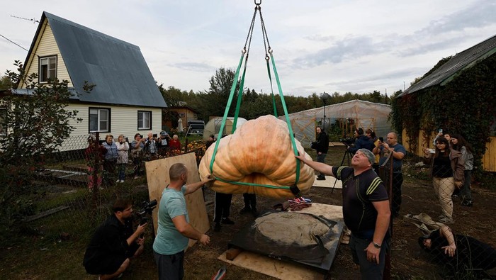 Horticulturist Alexander Chusov poses next to a giant pumpkin he grew on his garden plot in the Moscow Region, Russia September 18, 2025. REUTERS/Yulia Morozova