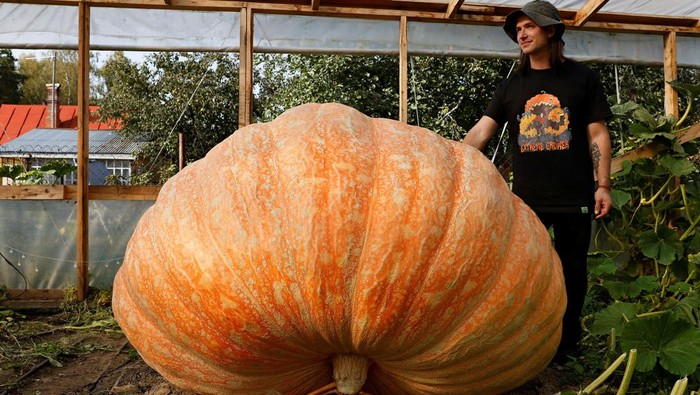 Penampakan Labu Raksasa yang Gegerkan Rusia, Beratnya Nyaris 1 Ton Horticulturist Alexander Chusov poses next to a giant pumpkin he grew on his garden plot in the Moscow Region, Russia September 18, 2025. REUTERS/Yulia Morozova
