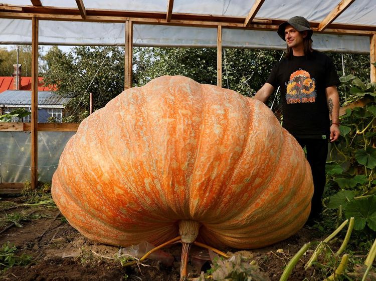 Penampakan Labu Raksasa yang Gegerkan Rusia, Beratnya Nyaris 1 Ton